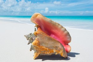conch